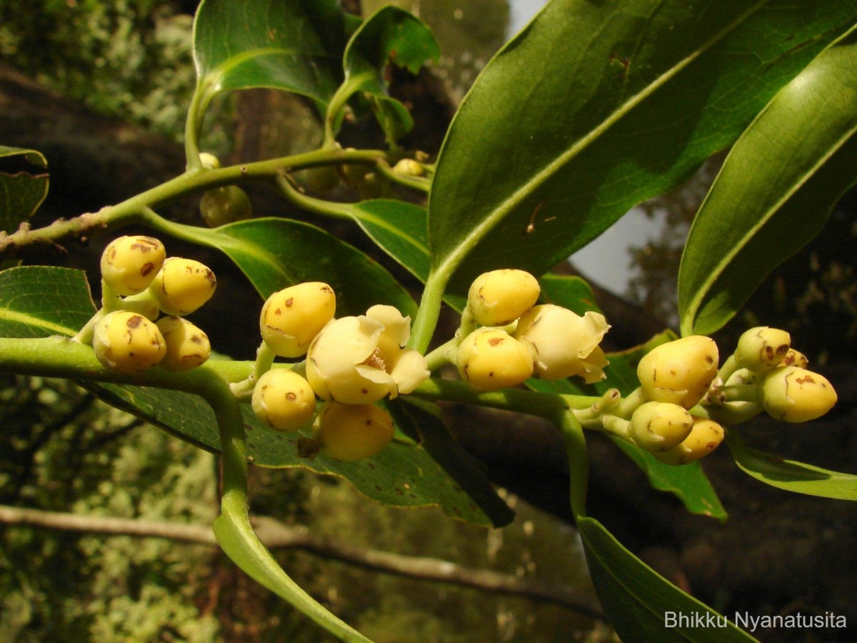 Diospyros malabarica (Desr.) Kostel.